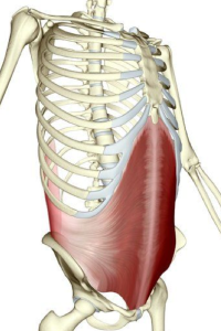 T-zone muscles