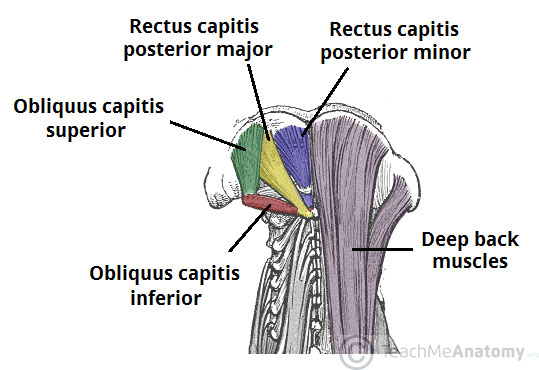 Suboccipital-Muscles-of-the-Neck