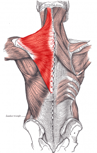 The highlighted is your trapezius muscle