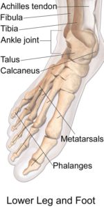 Ankle-joint 