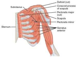 Pectoral Muscle
