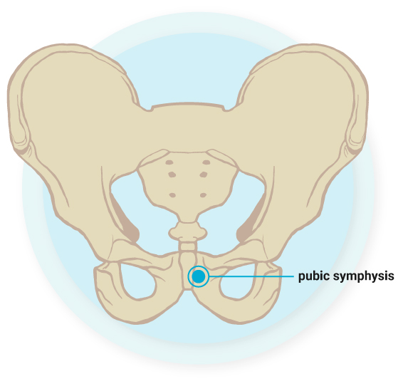 pubic symphysis