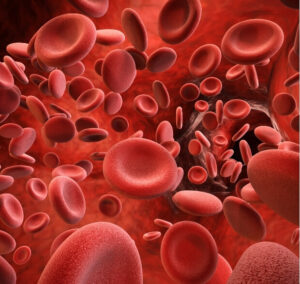 Close-up 3D illustration of red blood cells circulating in a blood vessel, representing improved circulation after dry needling.