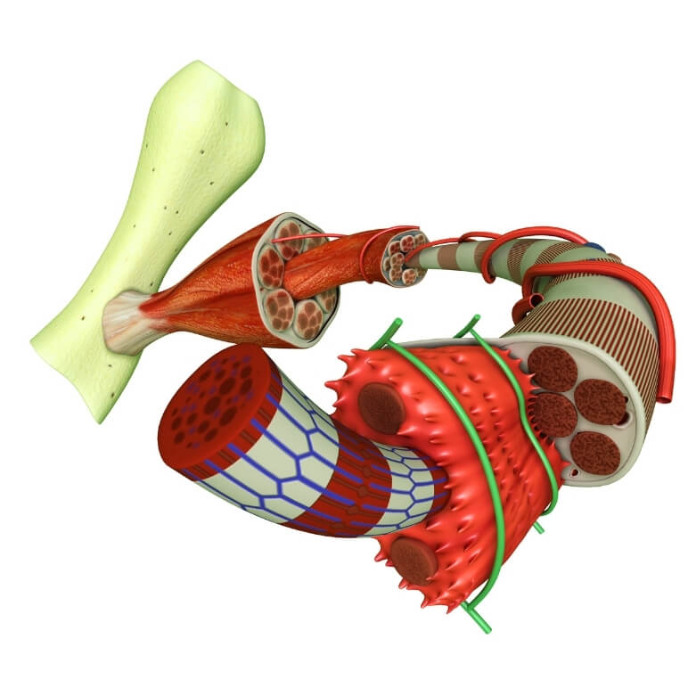 Anatomical illustration of muscle tissue structure showing how muscles connect to bone and contribute to tissue capacity.
