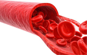 Illustration of red blood cells travelling through a blood vessel, representing circulation involved in tissue repair and recovery.